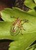 Elasmucha grisea grisea
